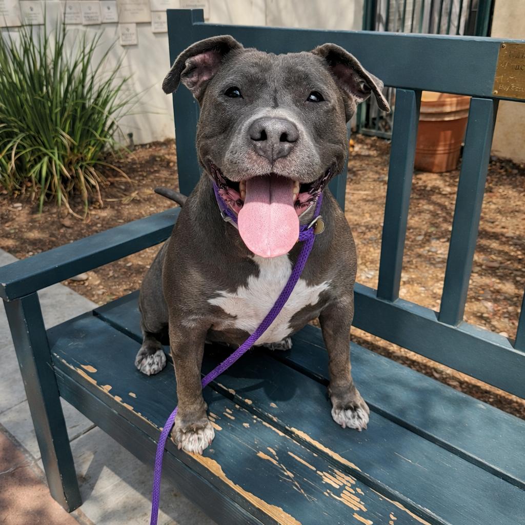 Enlarge Chica, a Adoptable Pit Bull Terrier in Pasadena, CA image 4/6