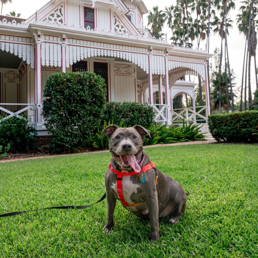 Enlarge Chica, a Adoptable Pit Bull Terrier in Pasadena, CA image 4/6