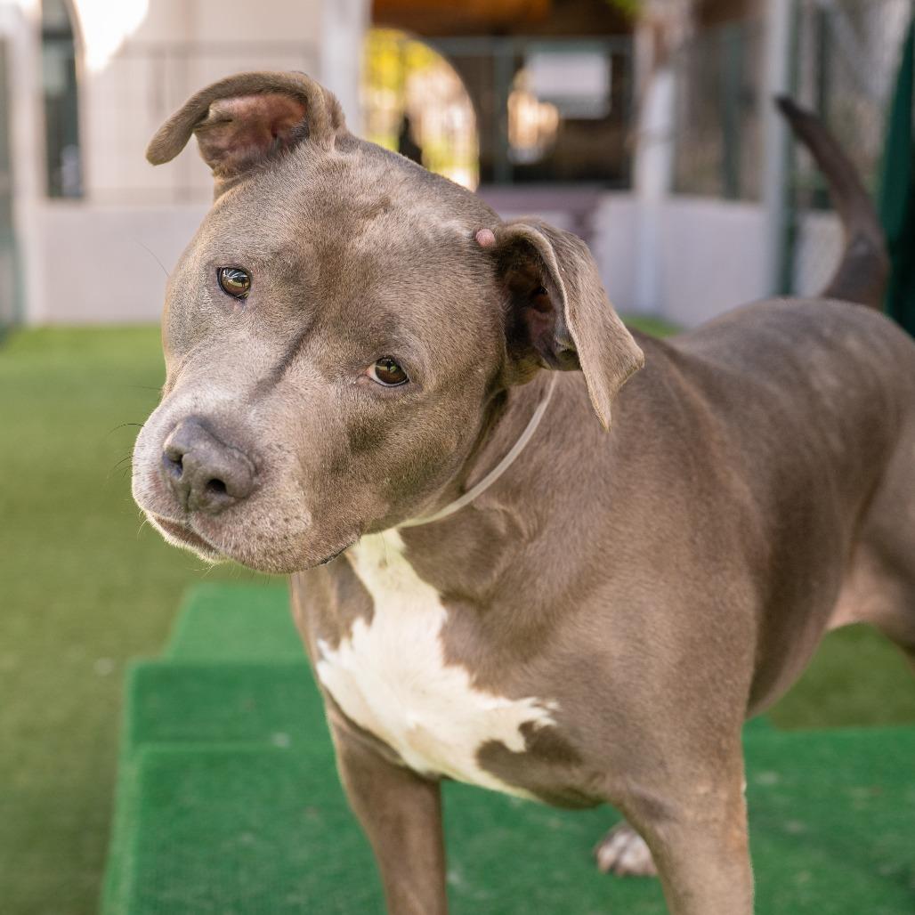 Enlarge Chica, a Adoptable Pit Bull Terrier in Pasadena, CA image 4/6