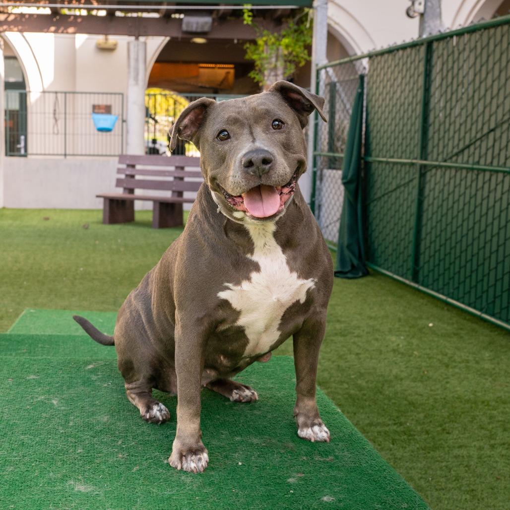 Enlarge Chica, a Adoptable Pit Bull Terrier in Pasadena, CA image 5/6