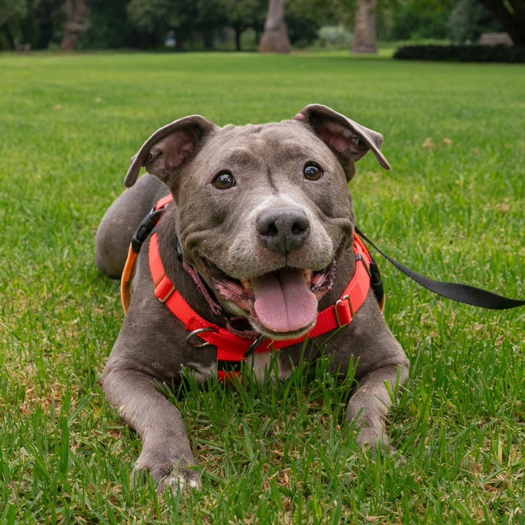 Enlarge Chica, a Adoptable Pit Bull Terrier in Pasadena, CA image 5/6