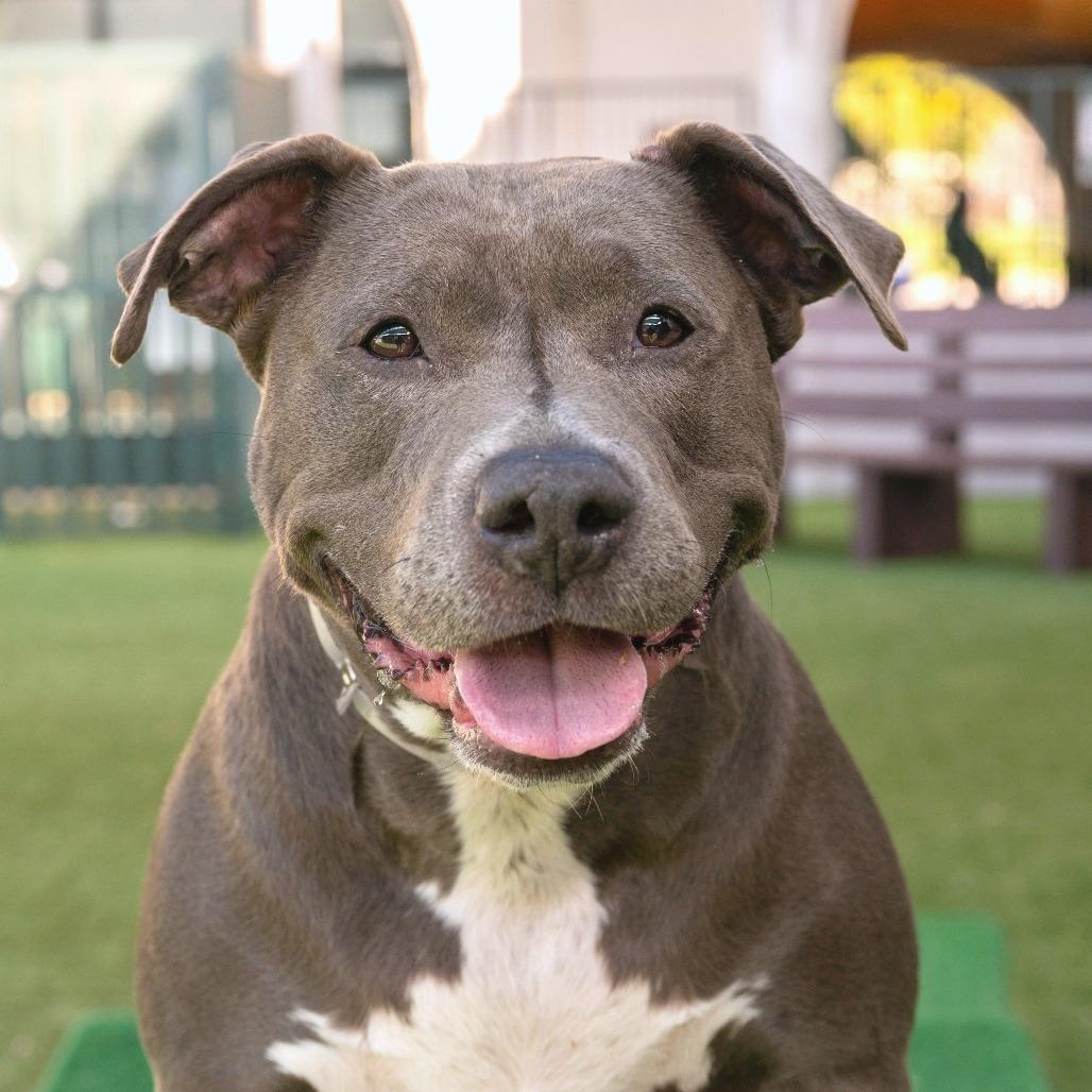 Enlarge Chica, a Adoptable Pit Bull Terrier in Pasadena, CA image 6/6