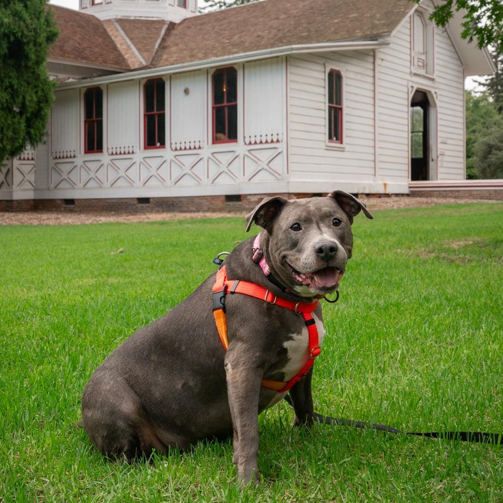 Enlarge Chica, a Adoptable Pit Bull Terrier in Pasadena, CA image 6/6