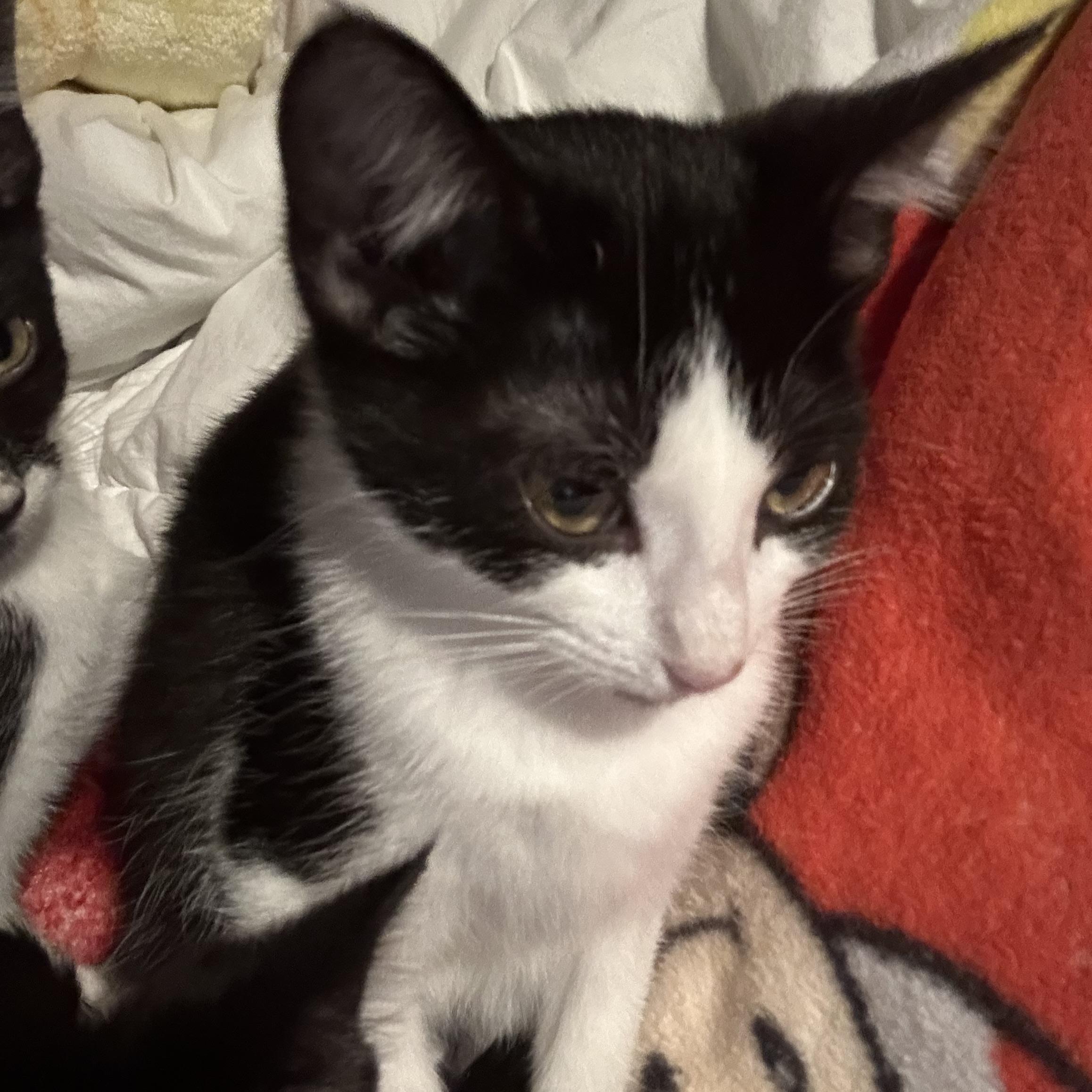 Enlarge Jupiter, a Adoptable American Shorthair in COLORADO SPRINGS, CO image 6/6