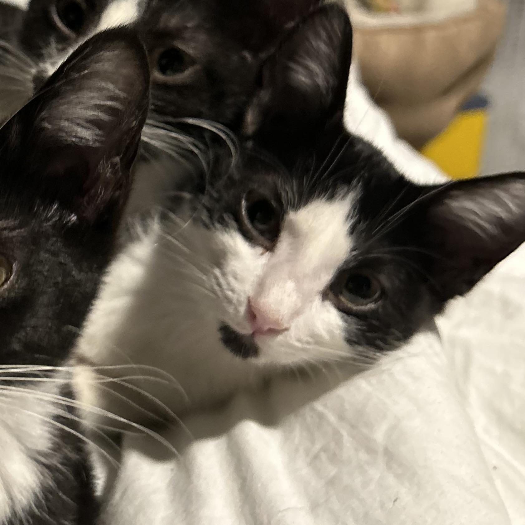 Enlarge Jupiter, a Adoptable American Shorthair in COLORADO SPRINGS, CO image 5/6
