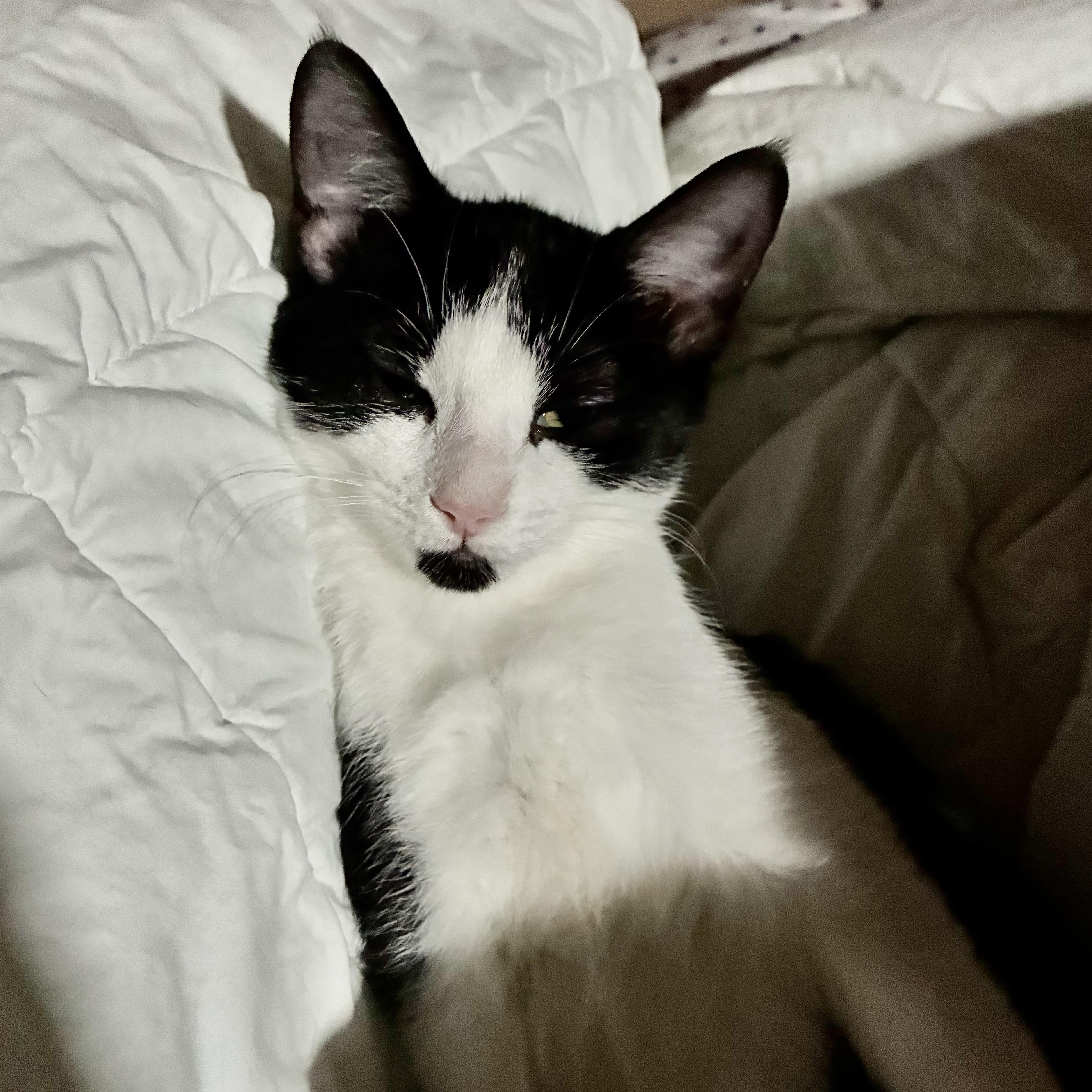 Enlarge Jupiter, a Adoptable American Shorthair in COLORADO SPRINGS, CO image 3/6