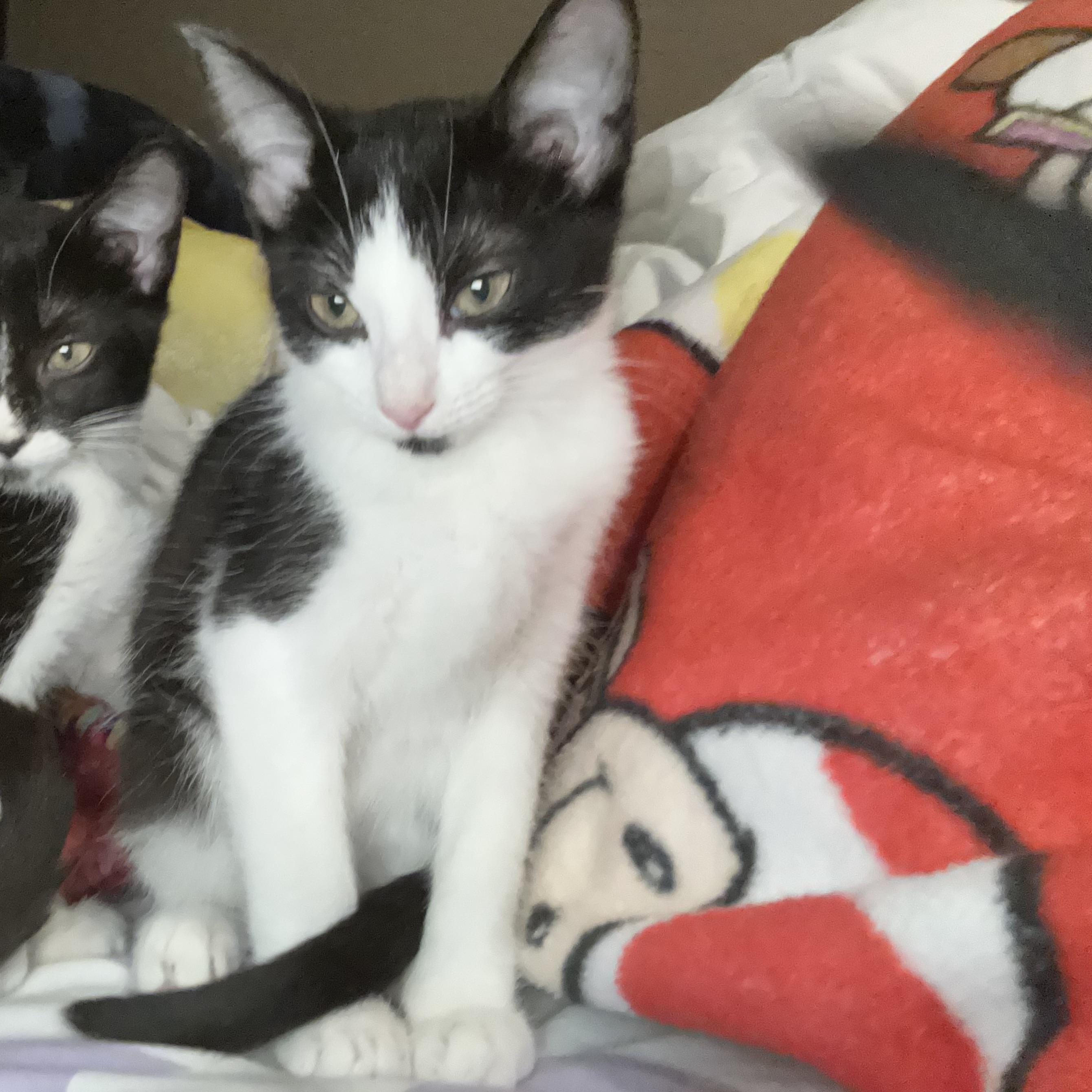 Jupiter, Adoptable, Kitten Female American Shorthair.