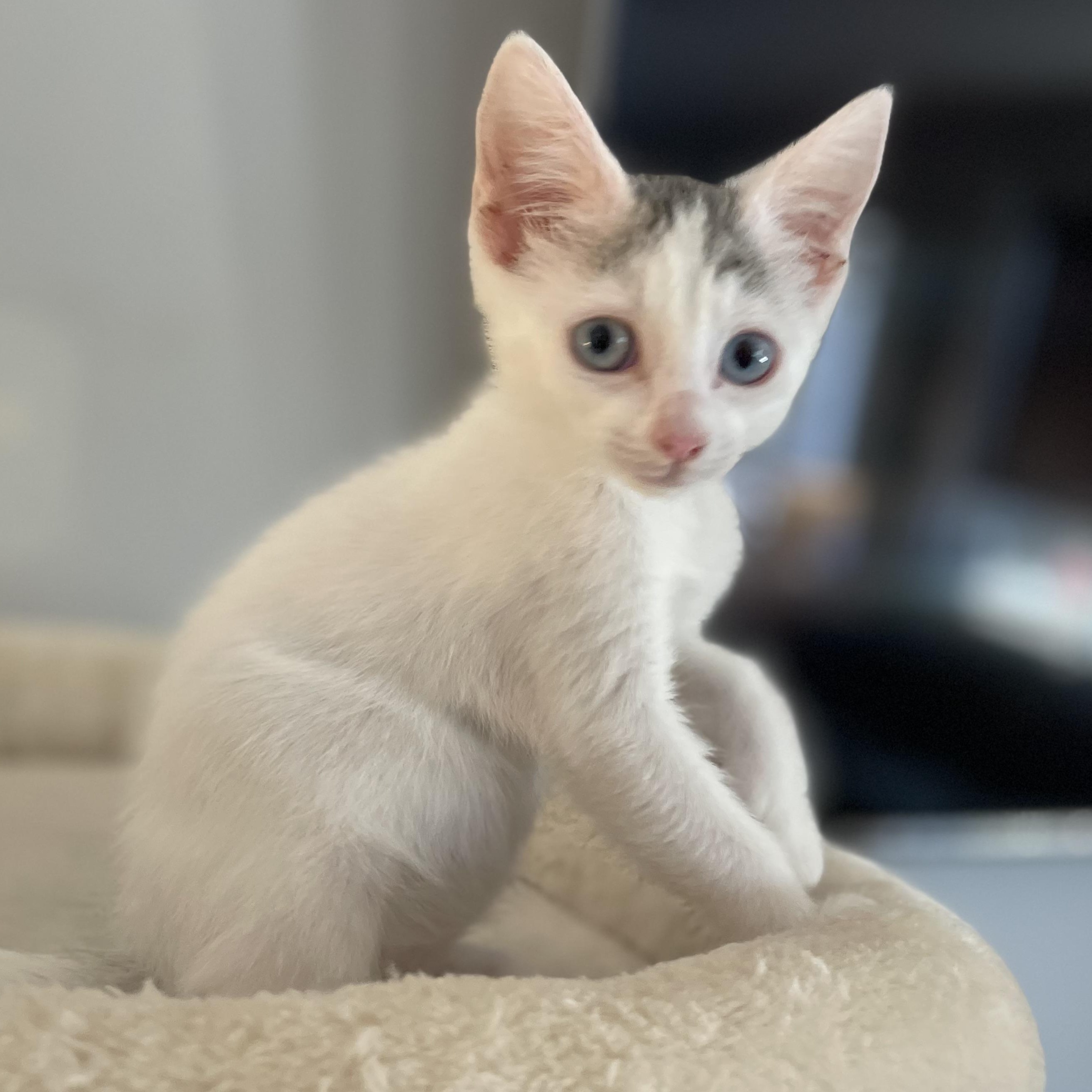 Palmer, an adoptable Domestic Short Hair in Pasco, WA, 99301 | Photo Image 1