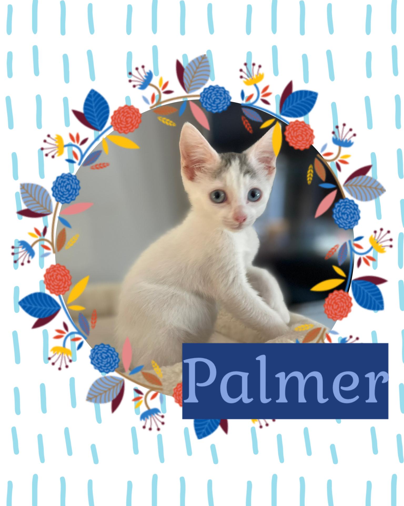Palmer, an adoptable Domestic Short Hair in Pasco, WA, 99301 | Photo Image 2