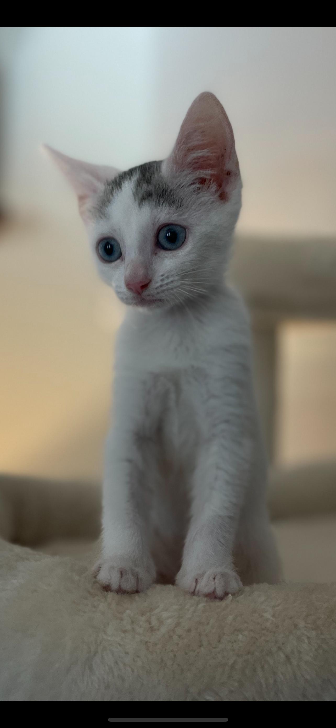 Palmer, an adoptable Domestic Short Hair in Pasco, WA, 99301 | Photo Image 4