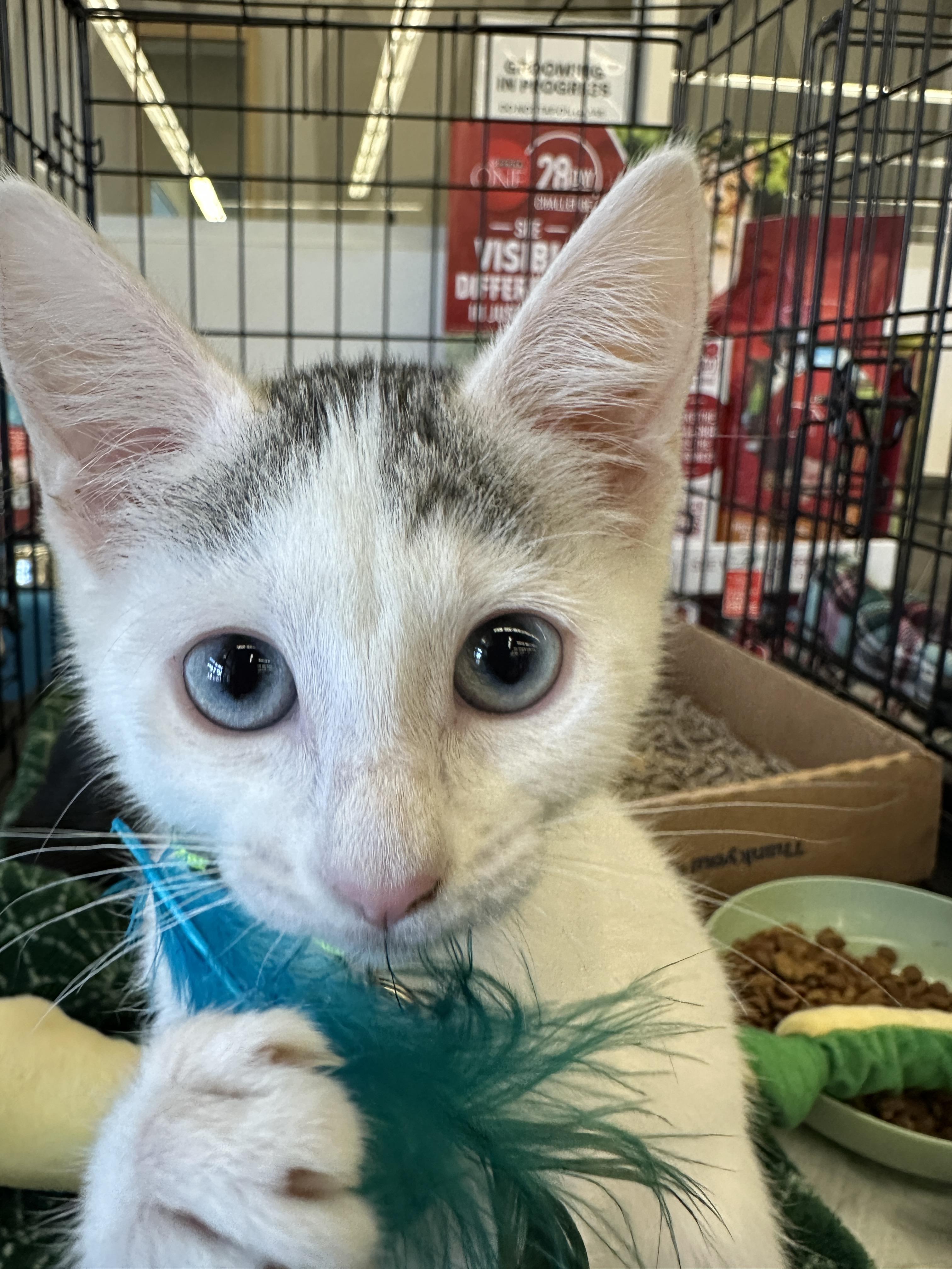 Palmer, an adoptable Domestic Short Hair in Pasco, WA, 99301 | Photo Image 5