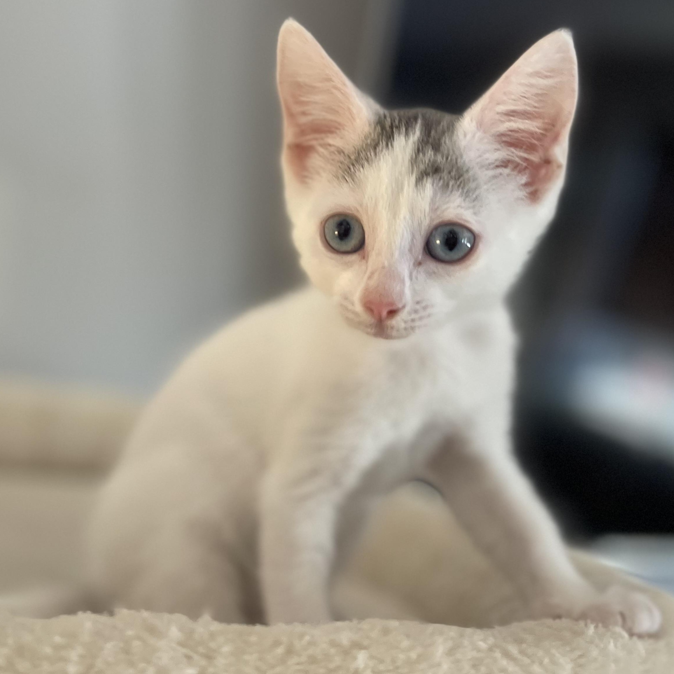 Palmer, an adoptable Domestic Short Hair in Pasco, WA, 99301 | Photo Image 3