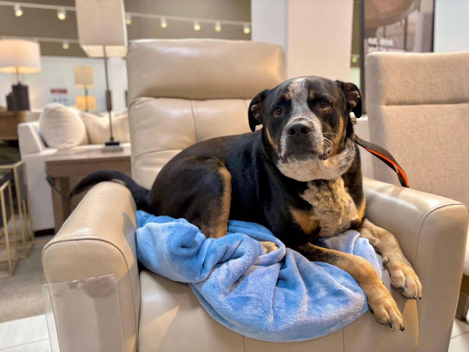 Cisco, Adoptable, Adult Male Australian Cattle Dog / Blue Heeler & Pit Bull Terrier.