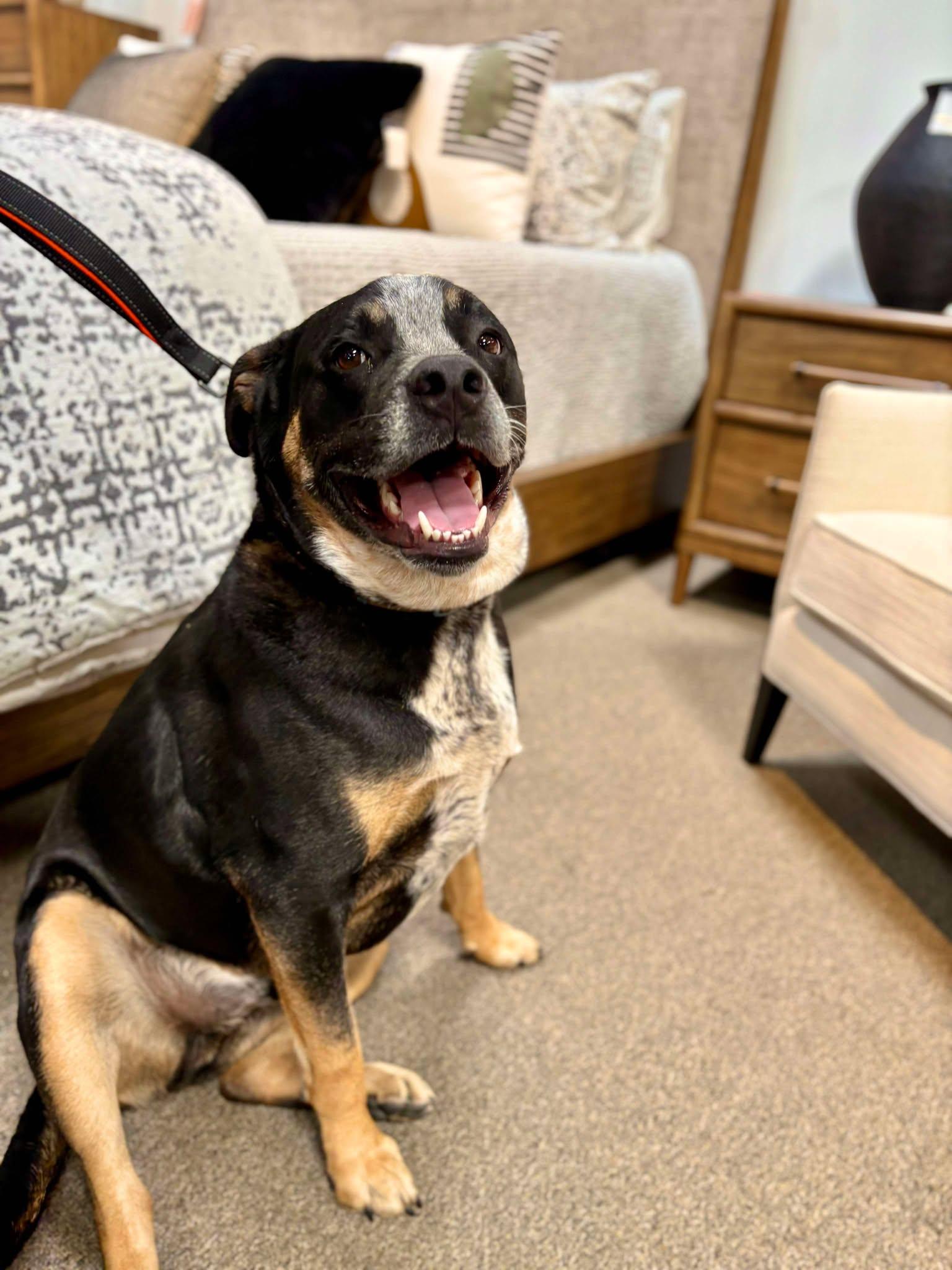 Enlarge Cisco, a Adoptable mixed breed in Visalia, CA image 2/3