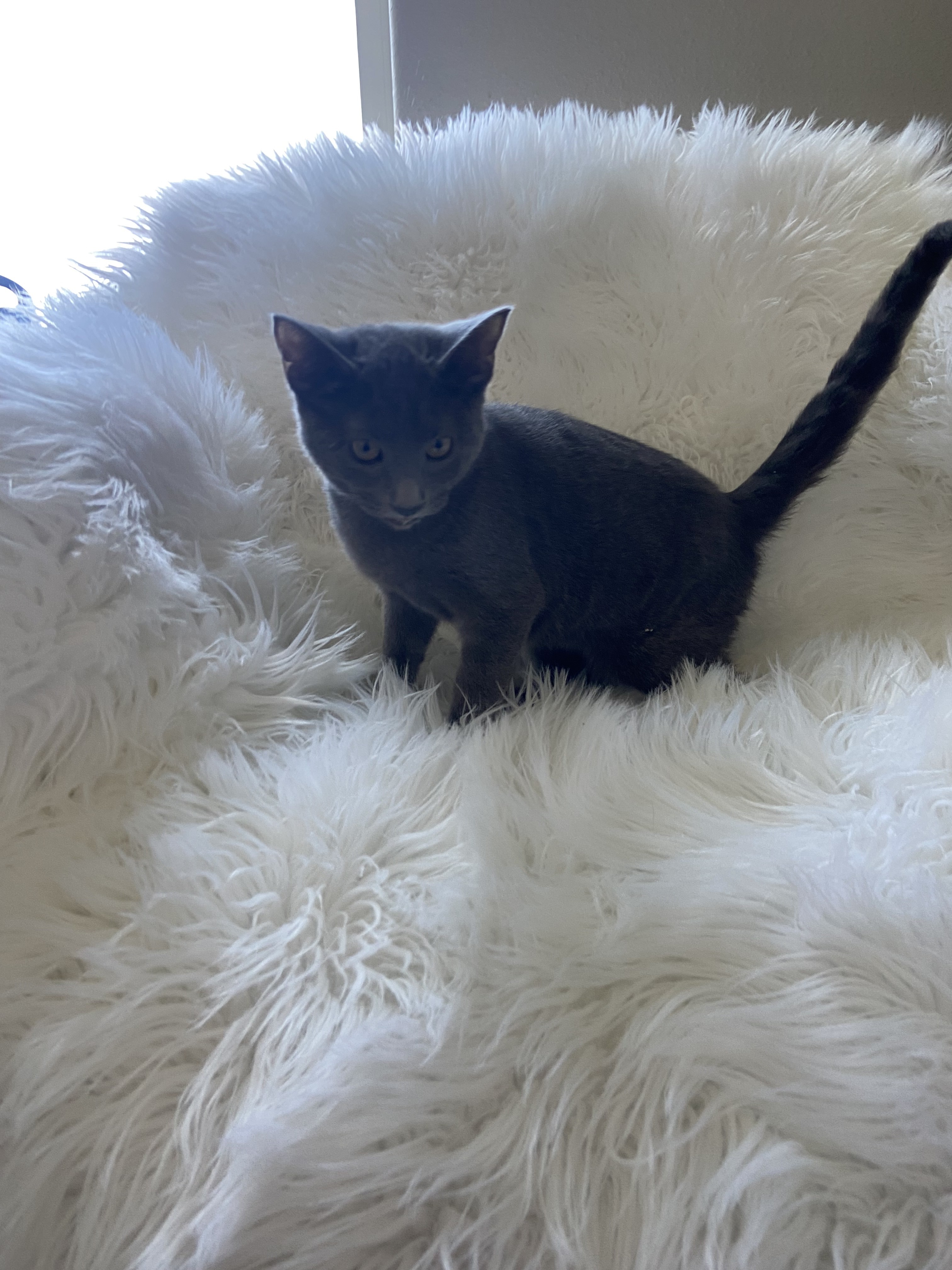 Cat for adoption Chili, an American Shorthair in Anderson, TX Petfinder