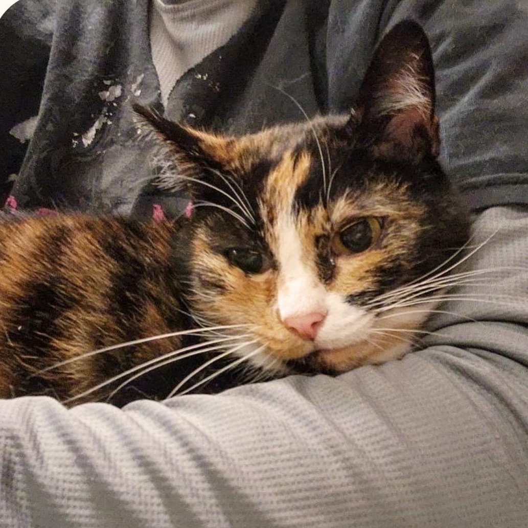 Mocha, Adult Female Tortoiseshell