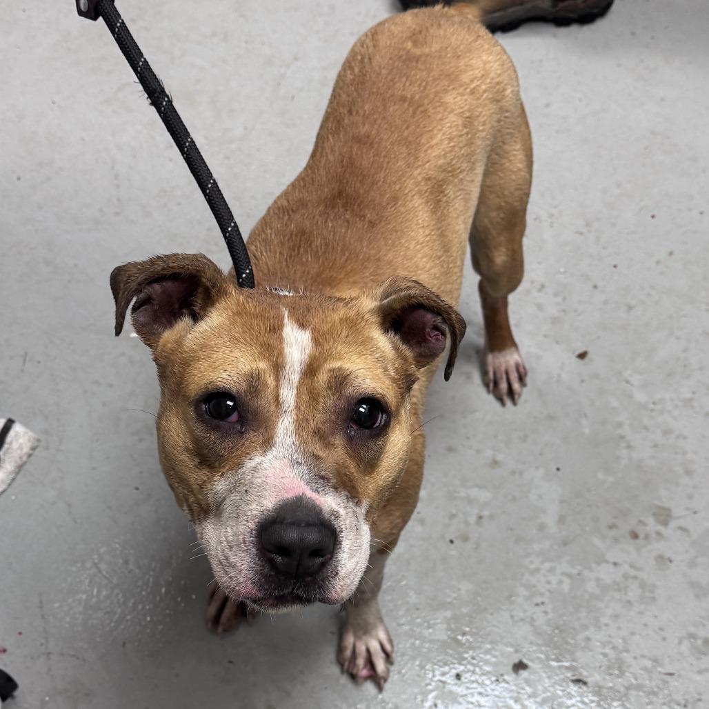 Enlarge Honey, a Adoptable Pit Bull Terrier in Troy, VA image 1/4