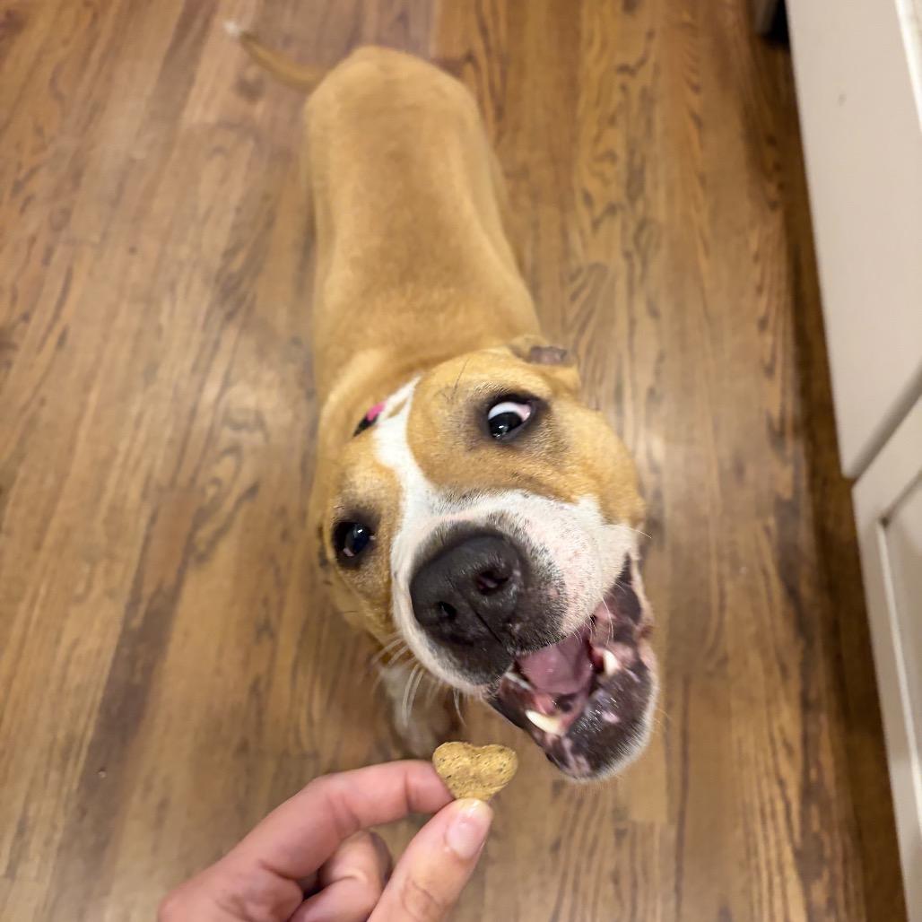 Enlarge Honey, a Adoptable Pit Bull Terrier in Troy, VA image 2/4