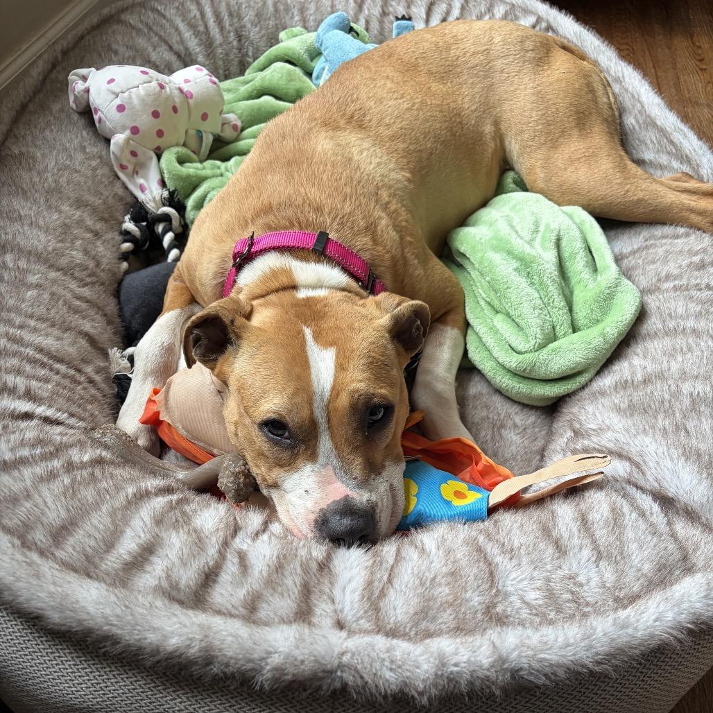 Enlarge Honey, a Adoptable Pit Bull Terrier in Troy, VA image 3/4