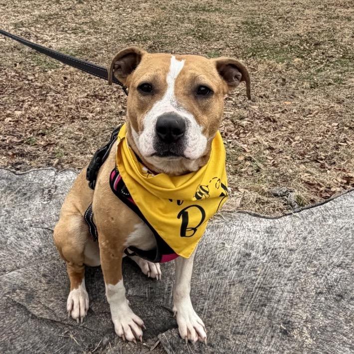 Enlarge Honey, a Adoptable Pit Bull Terrier in Troy, VA image 4/4