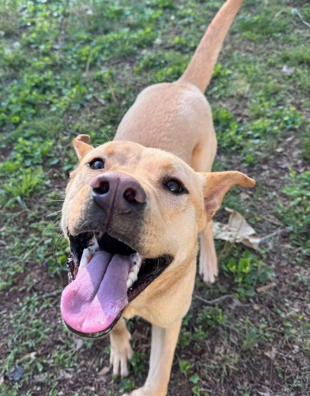 Scout, a ADOPTABLE mixed breed in Randleman, NC image 3/5