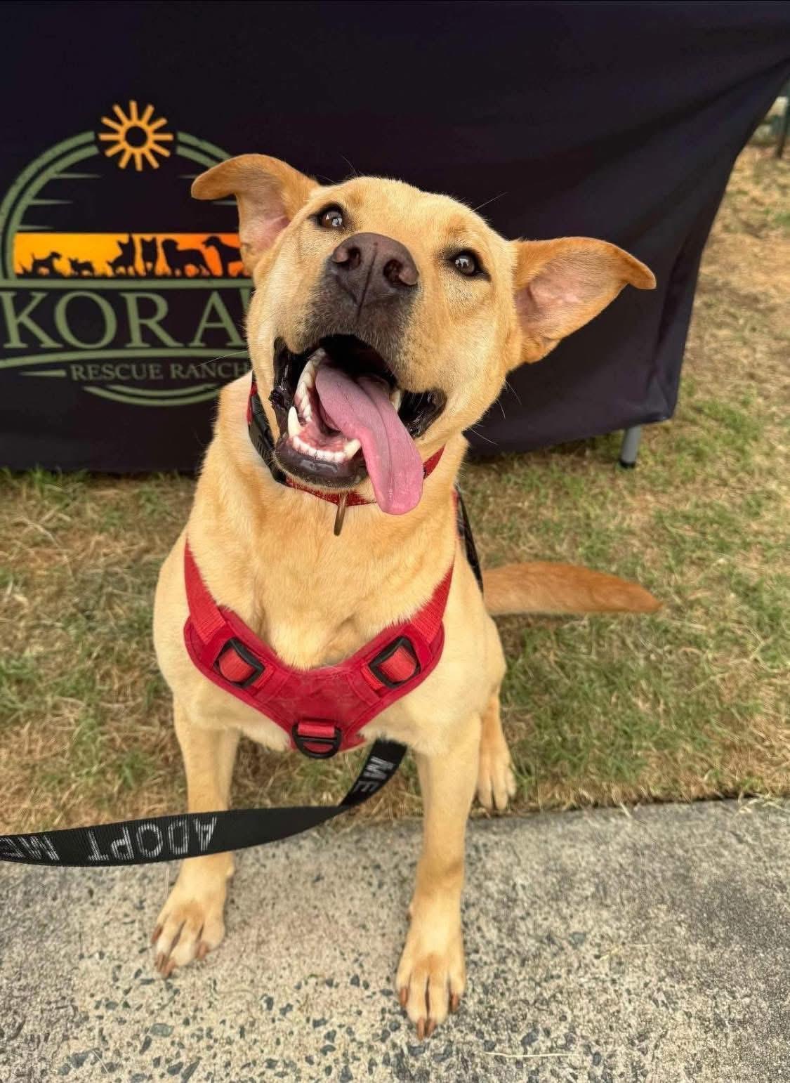 Scout, a ADOPTABLE mixed breed in Randleman, NC image 1/5