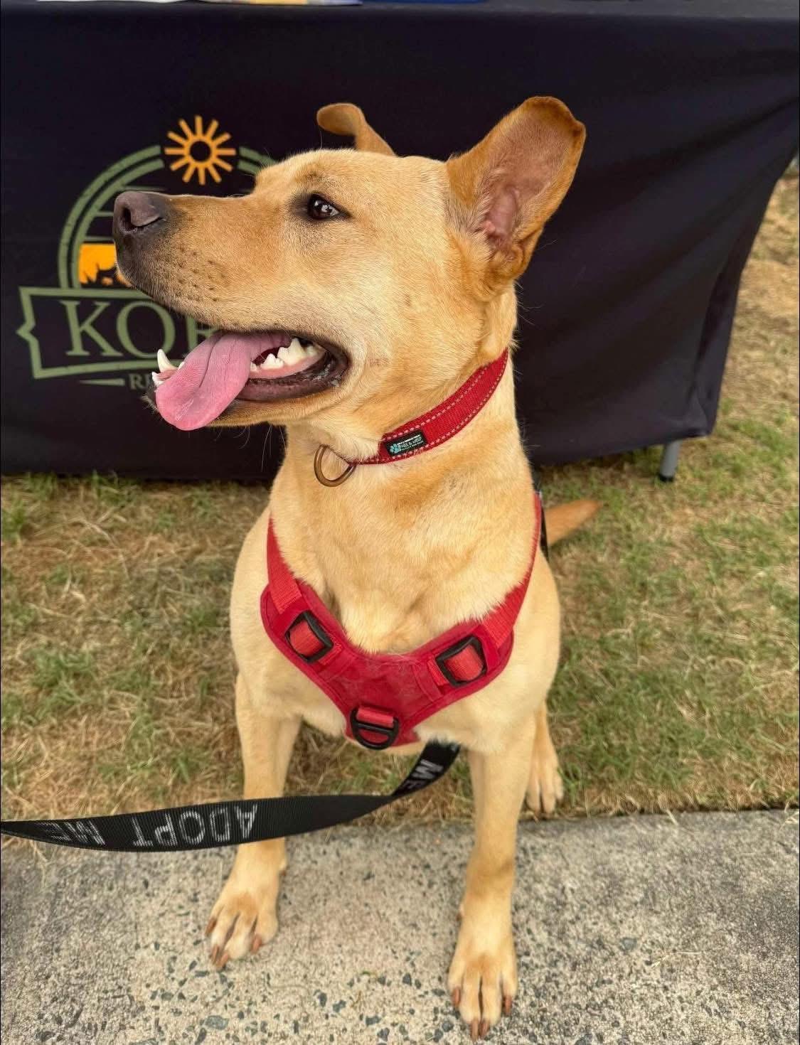 Scout, a ADOPTABLE mixed breed in Randleman, NC image 4/5