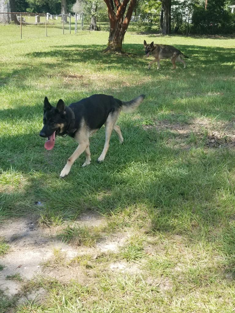 Chinaman, Adopted, Adult Male German Shepherd Dog.