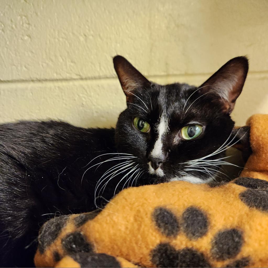 Enlarge Lucille, a Adoptable Domestic Short Hair in Naples, FL image 1/3