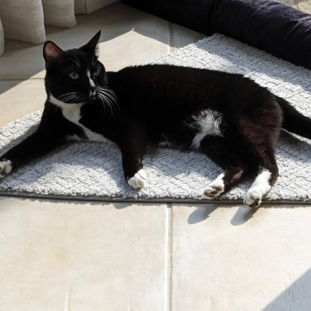 Enlarge Lucille, a Adoptable Domestic Short Hair in Naples, FL image 2/3