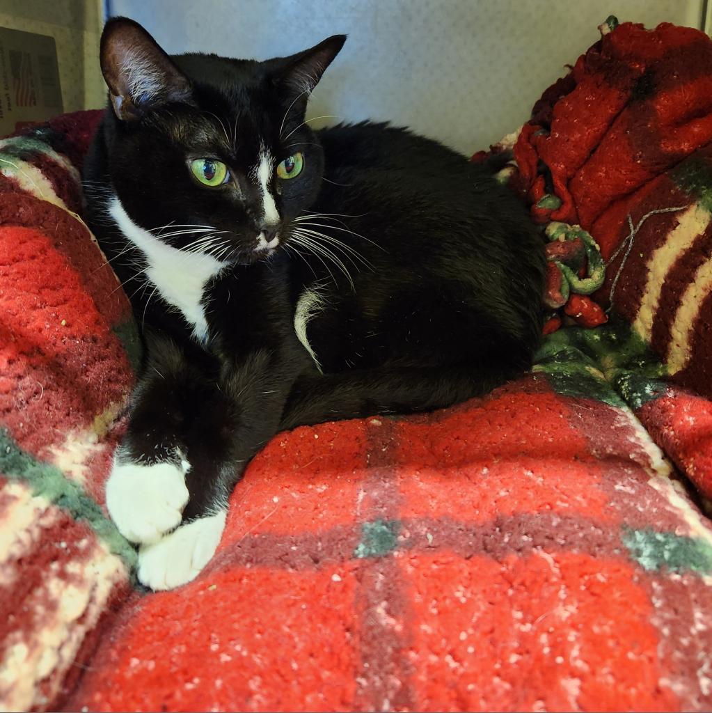 Enlarge Lucille, a Adoptable Domestic Short Hair in Naples, FL image 3/3