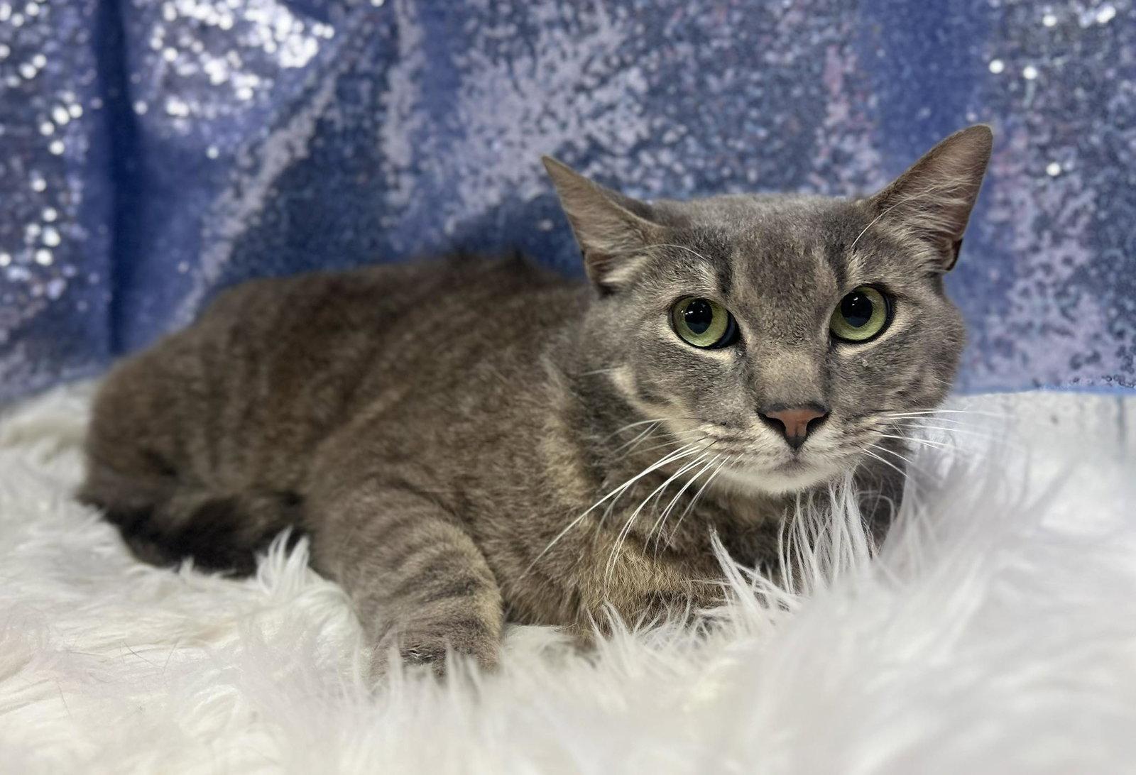 Honey Bun (Petsense), Adoptable, Adult Male Domestic Short Hair.