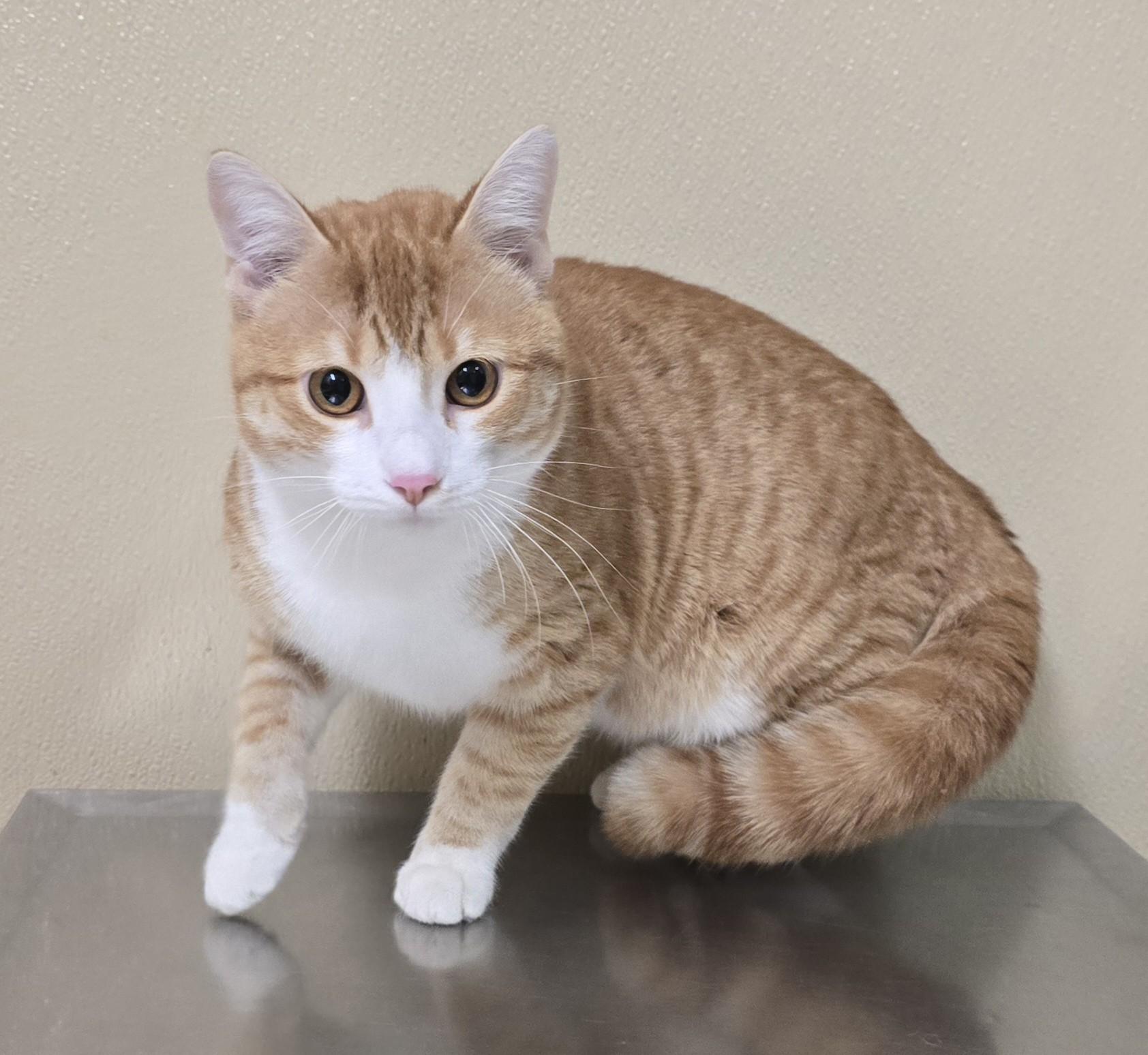 Ziggy, adoptable, Young Male Domestic Short Hair.