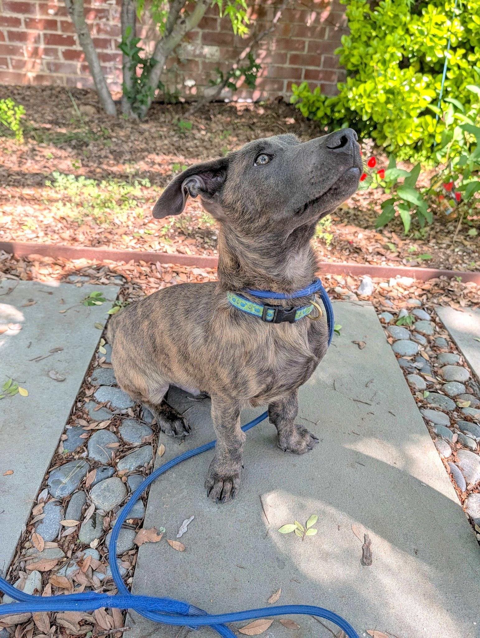 Enlarge Liam (3 Ladies and a Lad), a ADOPTABLE mixed breed in Redwood City, CA image 6/6