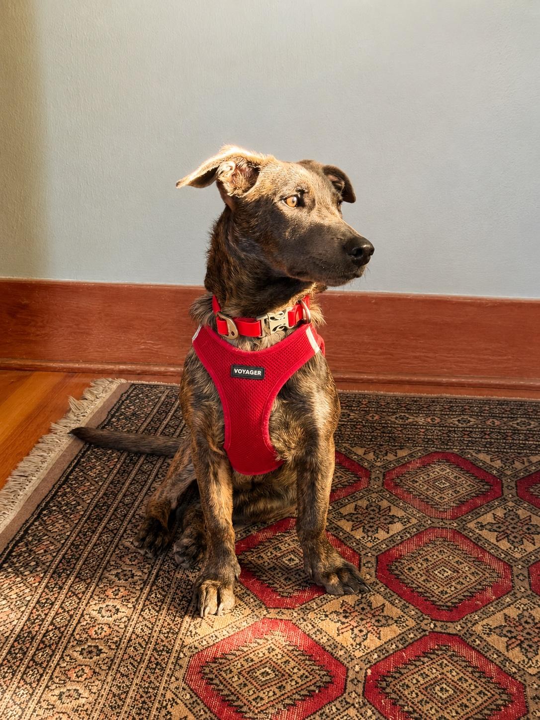 Liam (3 Ladies and a Lad), a ADOPTABLE mixed breed in Redwood City, CA image 4/6
