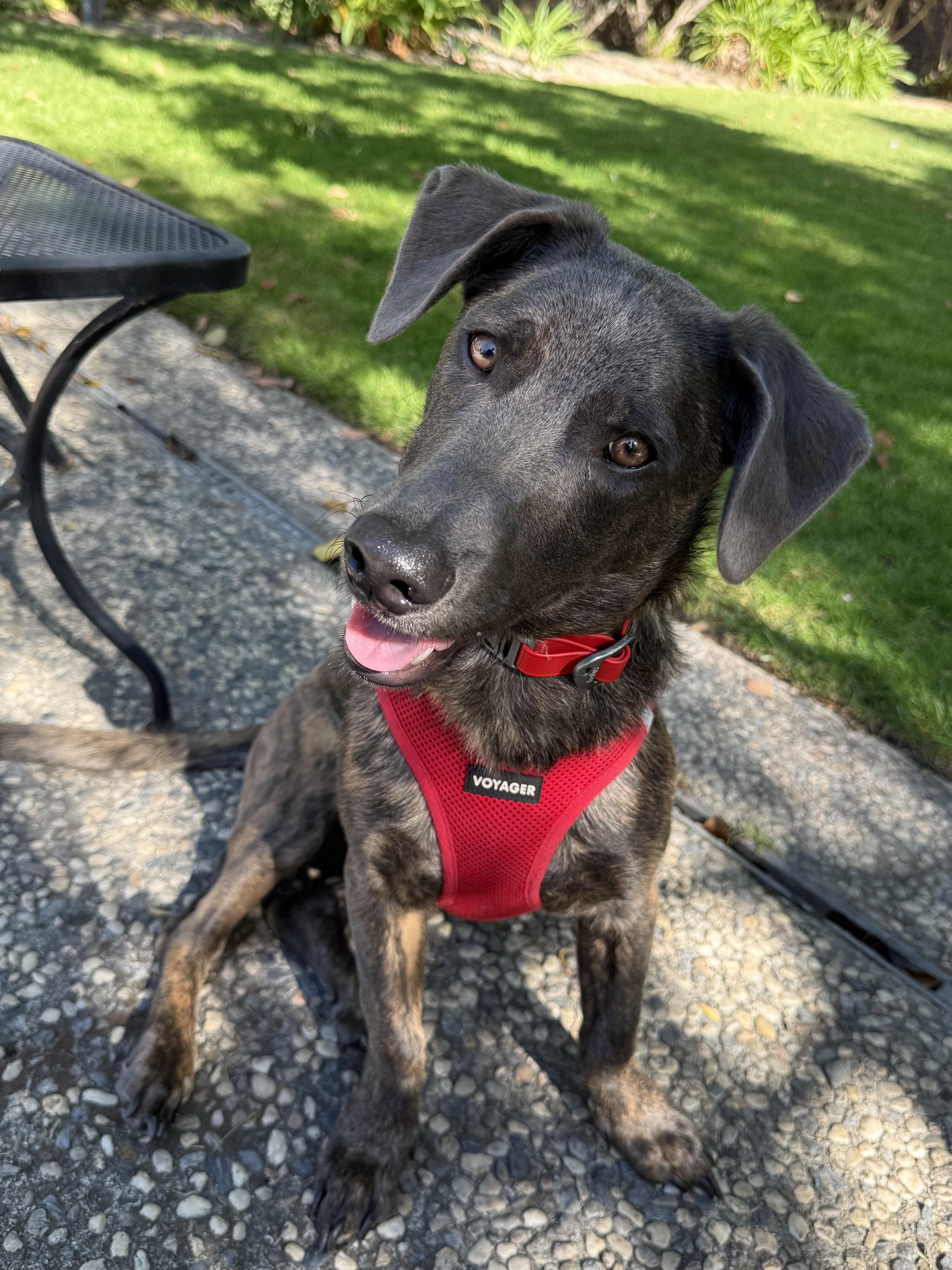 Enlarge Liam (3 Ladies and a Lad), a Adoptable mixed breed in Redwood City, CA image 1/6