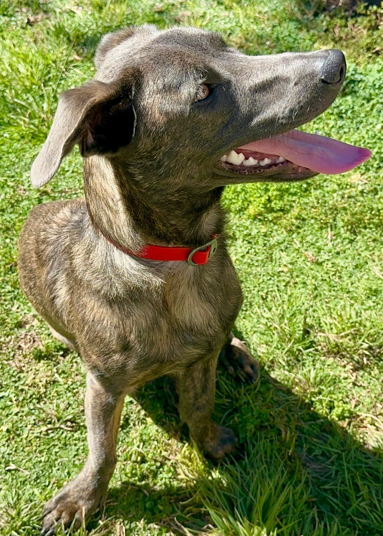 Enlarge Liam (3 Ladies and a Lad), a Adoptable mixed breed in Redwood City, CA image 5/6