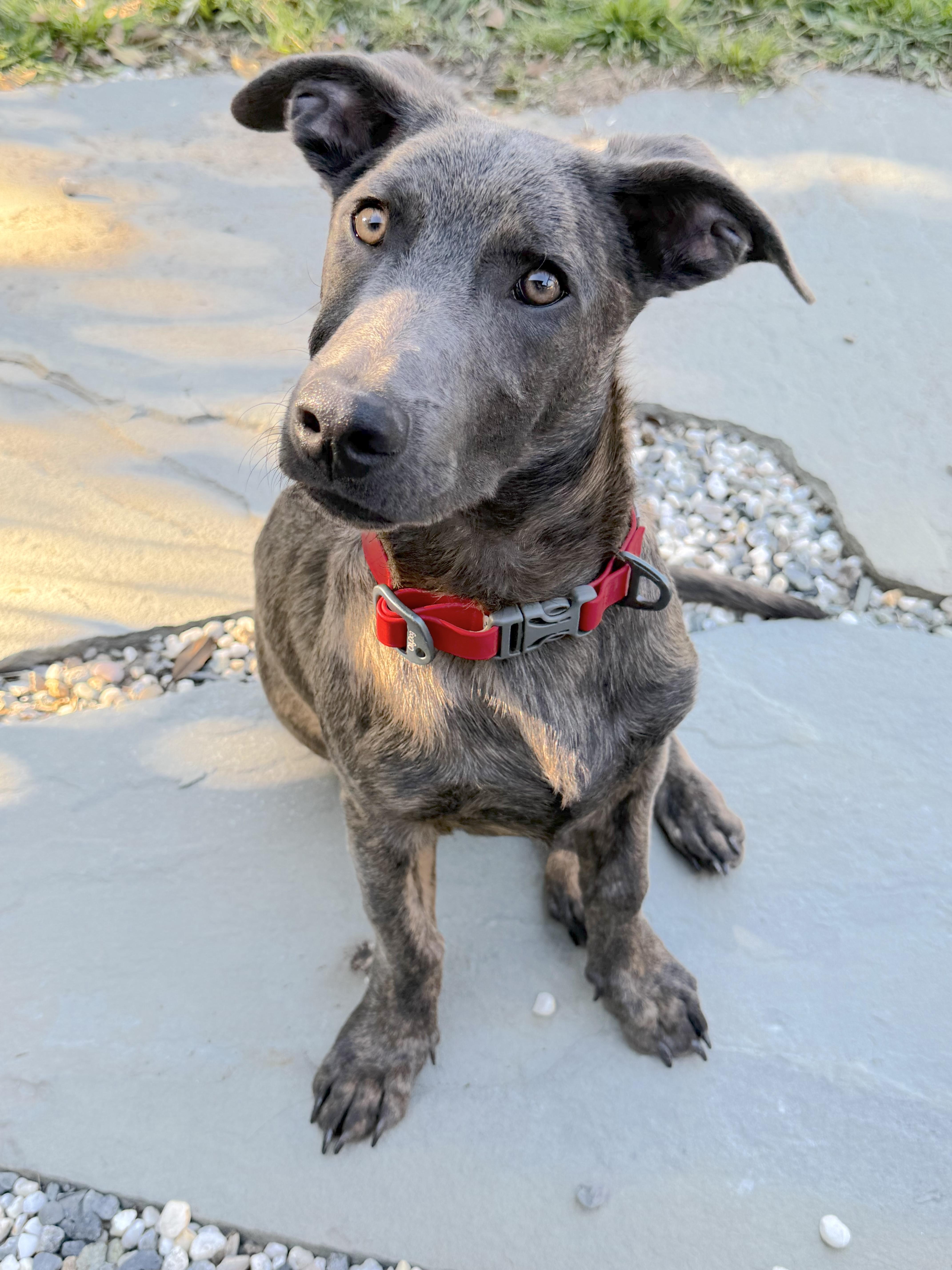 Liam (3 Ladies and a Lad), a ADOPTABLE mixed breed in Redwood City, CA image 2/6