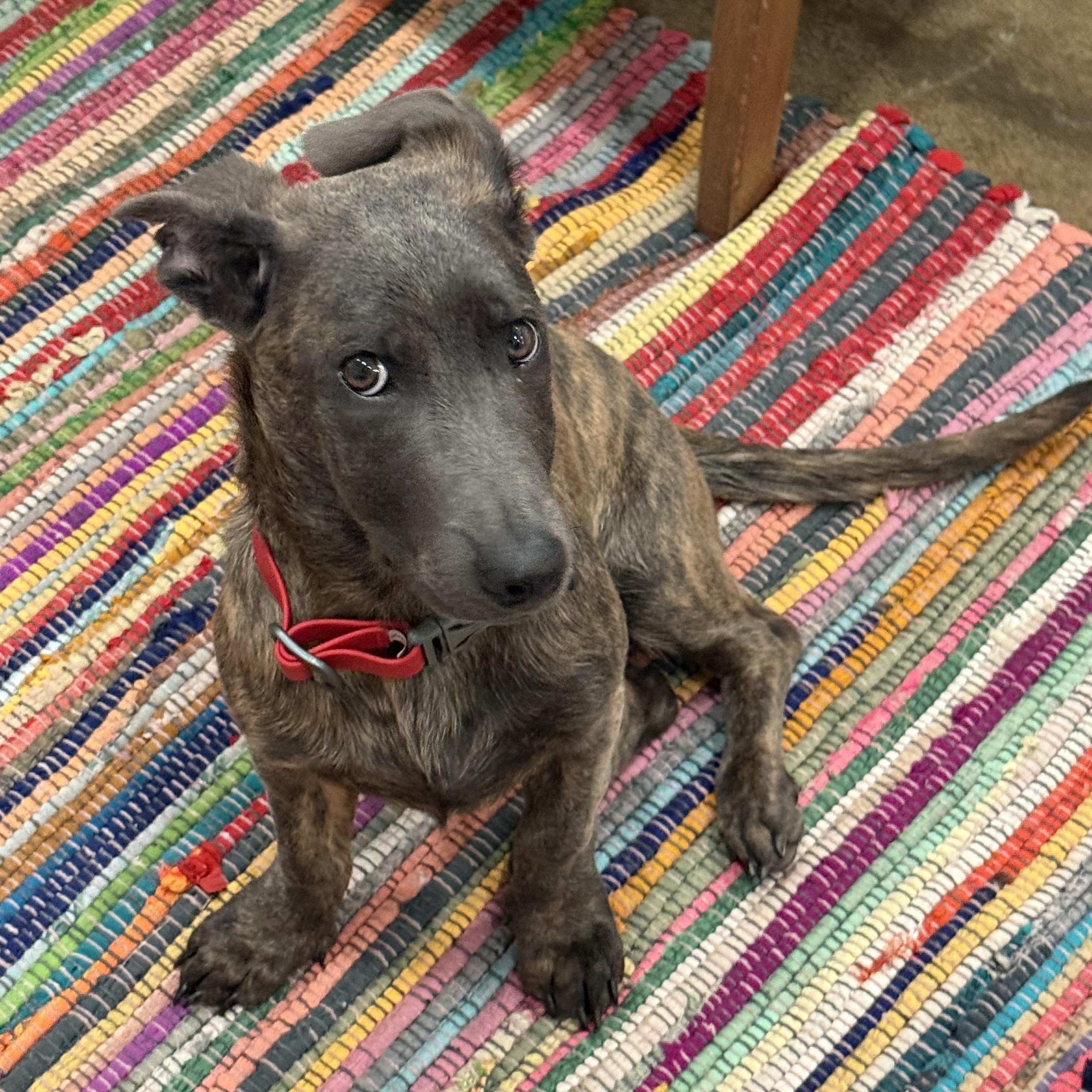 Liam (3 Ladies and a Lad), a ADOPTABLE mixed breed in Redwood City, CA image 4/6