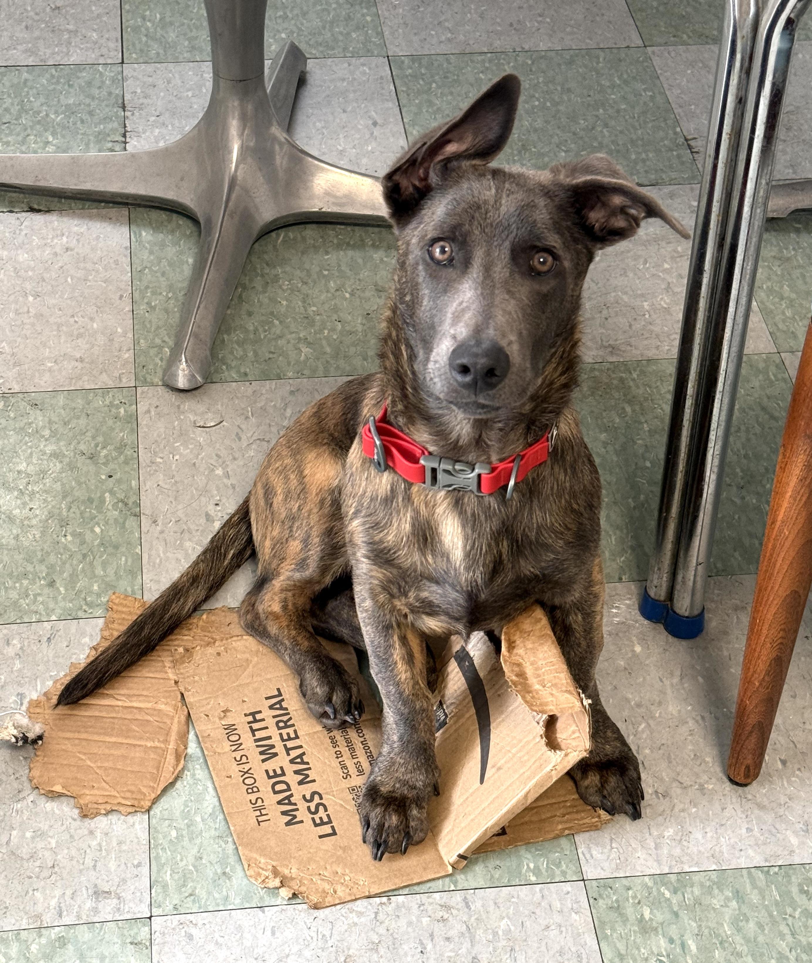 Liam (3 Ladies and a Lad), a ADOPTABLE mixed breed in Redwood City, CA image 3/6