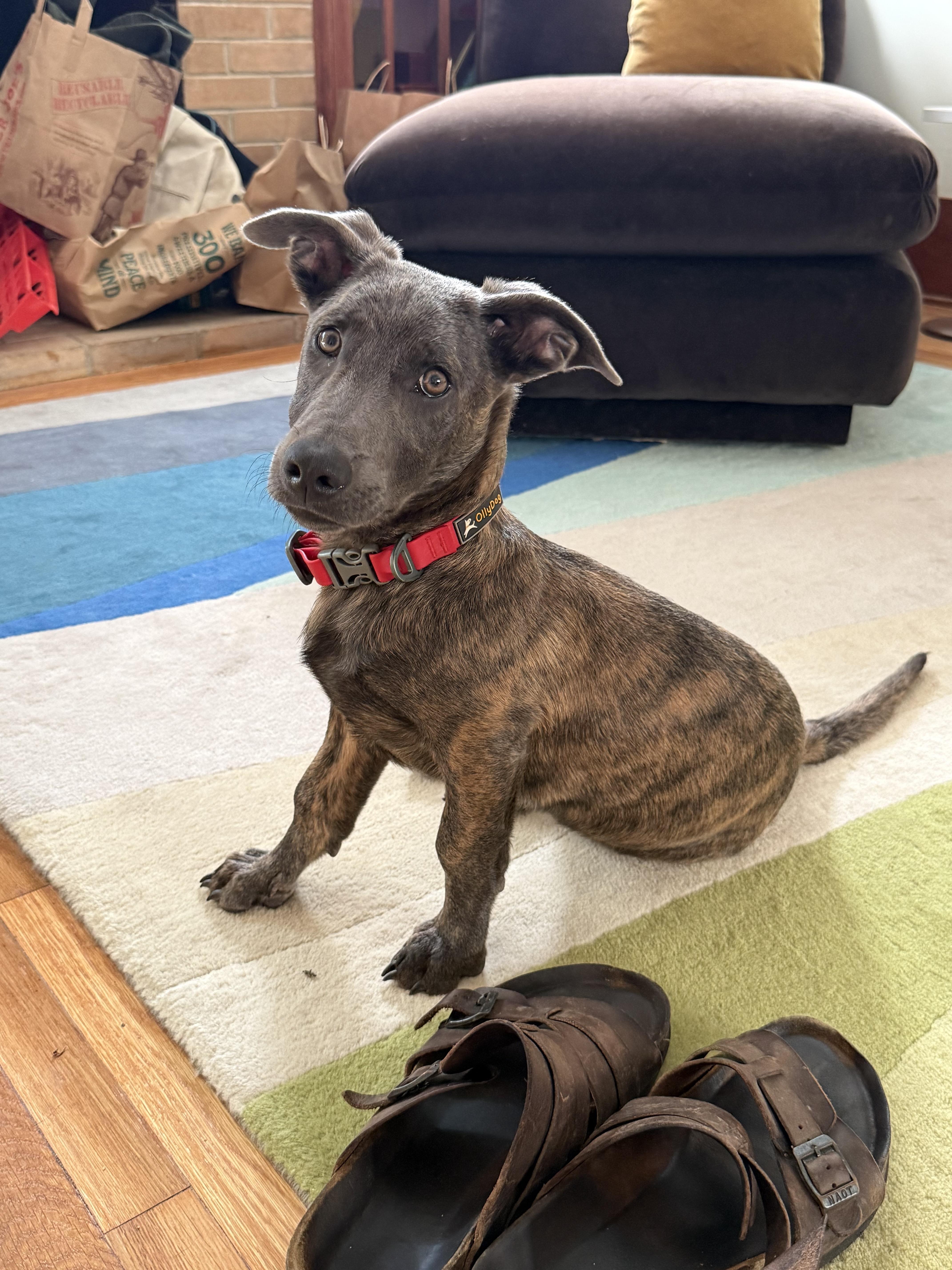 Liam (3 Ladies and a Lad), a ADOPTABLE mixed breed in Redwood City, CA image 2/6