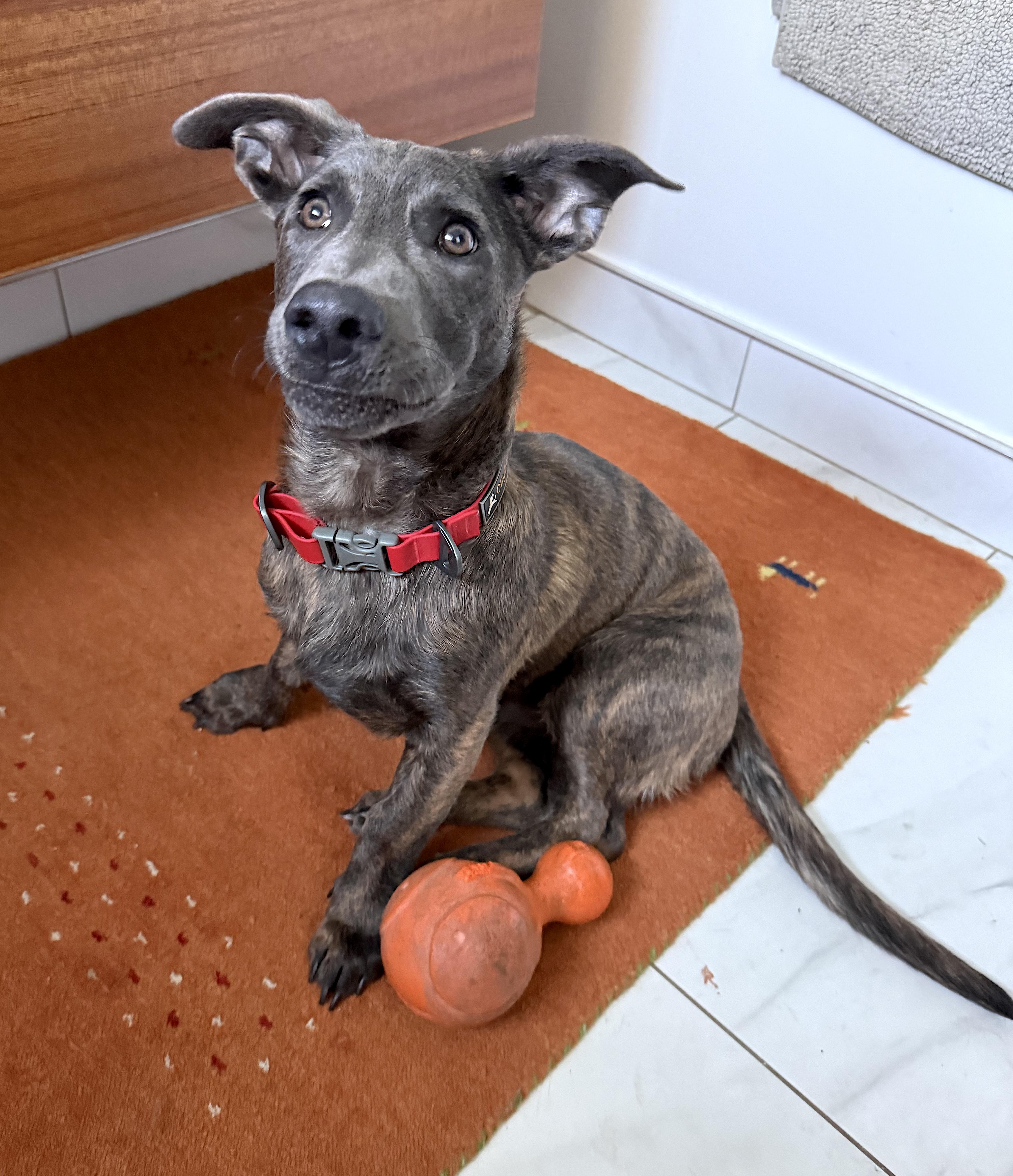 Liam (3 Ladies and a Lad), ADOPTABLE, Puppy Male Shepherd & Dachshund.