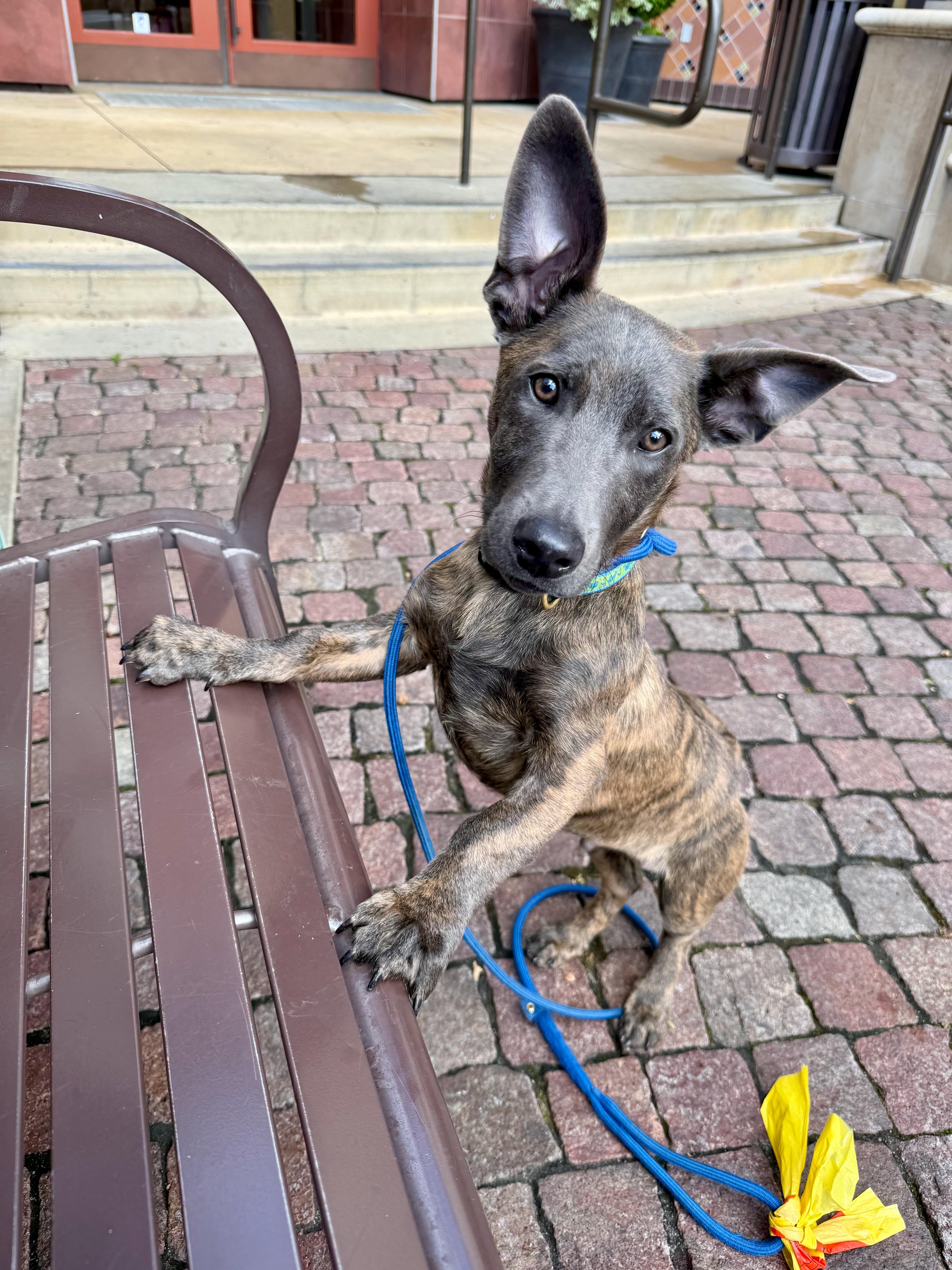 Enlarge Liam (3 Ladies and a Lad), a ADOPTABLE mixed breed in Redwood City, CA image 3/6