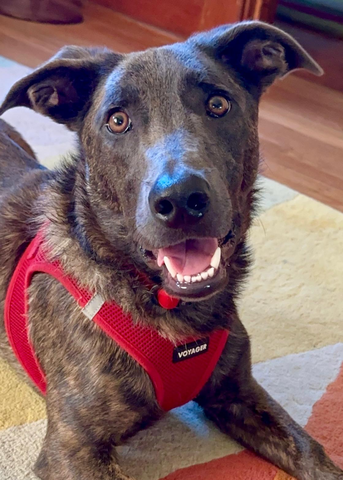 Enlarge Liam (3 Ladies and a Lad), a Adoptable mixed breed in Redwood City, CA image 3/6