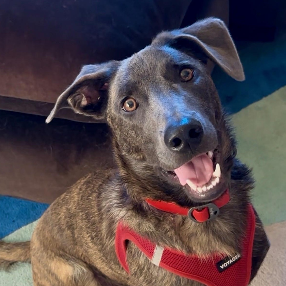 Enlarge Liam (3 Ladies and a Lad), a Adoptable mixed breed in Redwood City, CA image 1/6