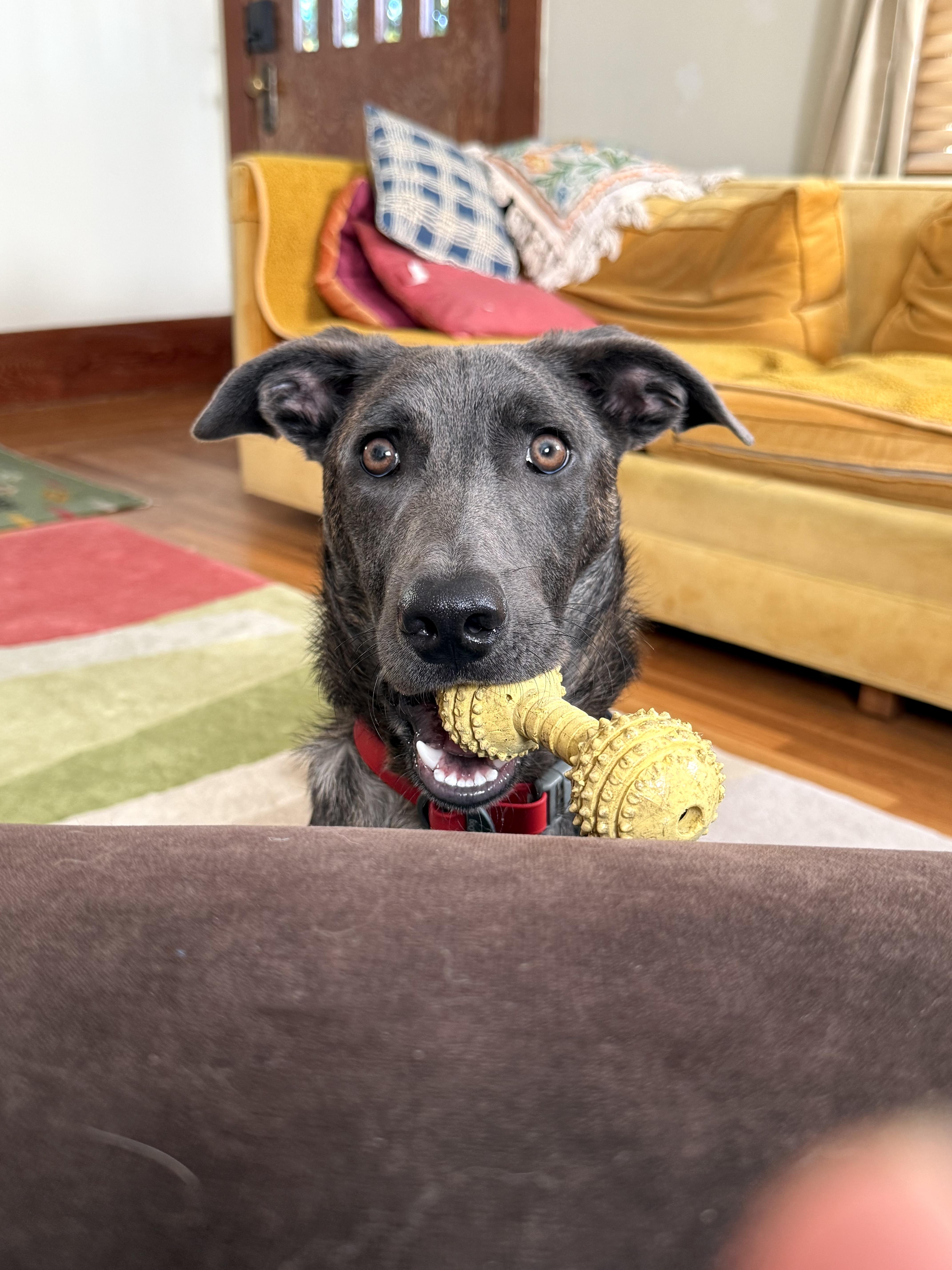 Liam (3 Ladies and a Lad), a ADOPTABLE mixed breed in Redwood City, CA image 2/6
