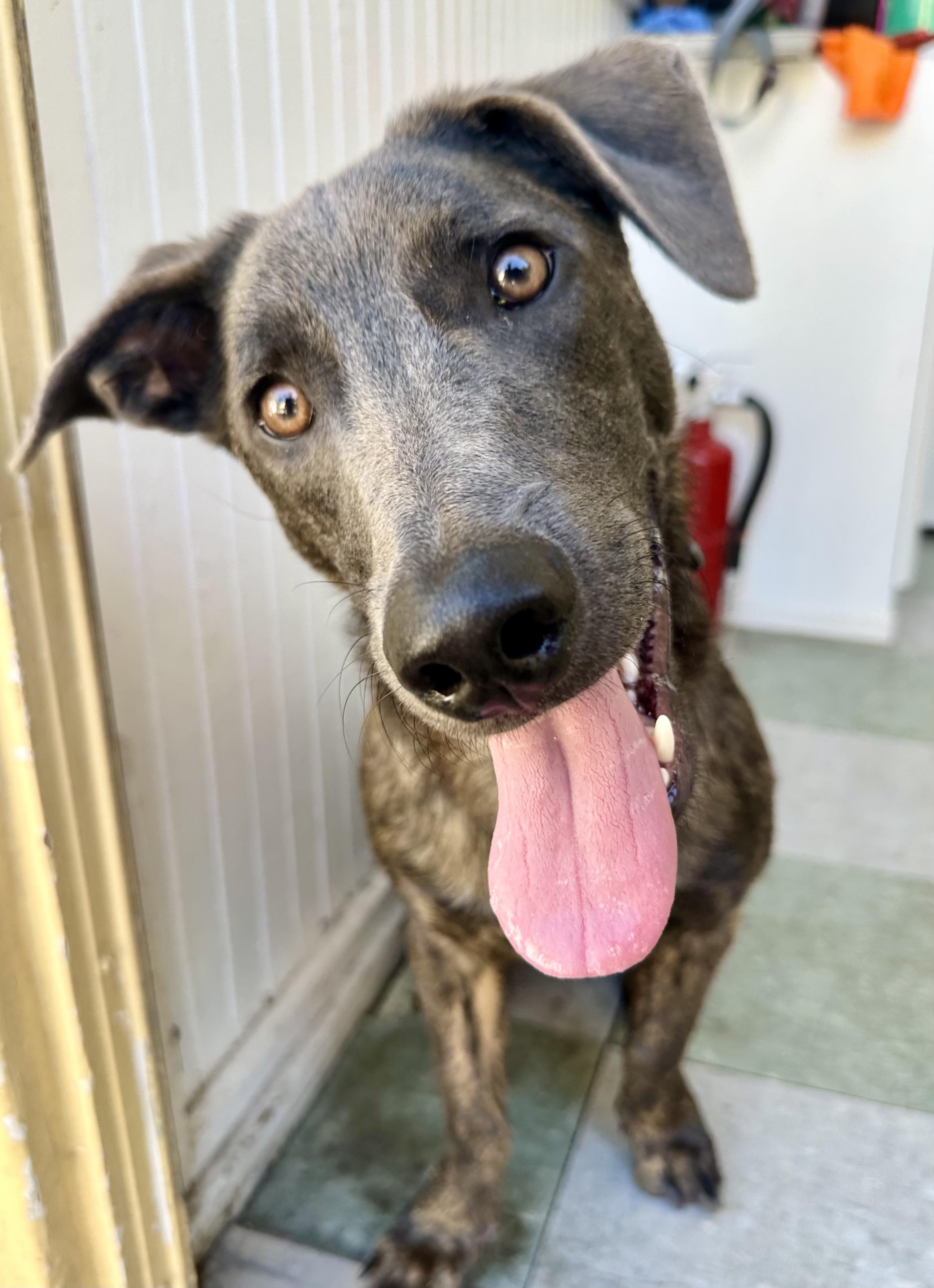 Enlarge Liam (3 Ladies and a Lad), a Adoptable mixed breed in Redwood City, CA image 2/6