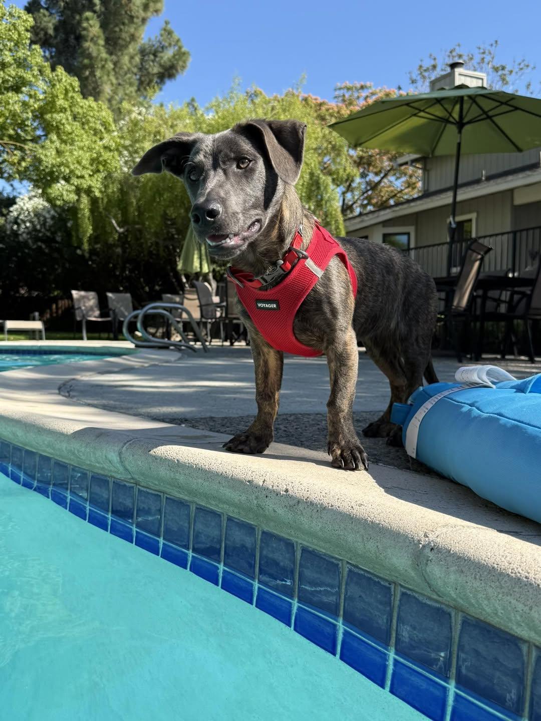 Liam (3 Ladies and a Lad), a ADOPTABLE mixed breed in Redwood City, CA image 6/6
