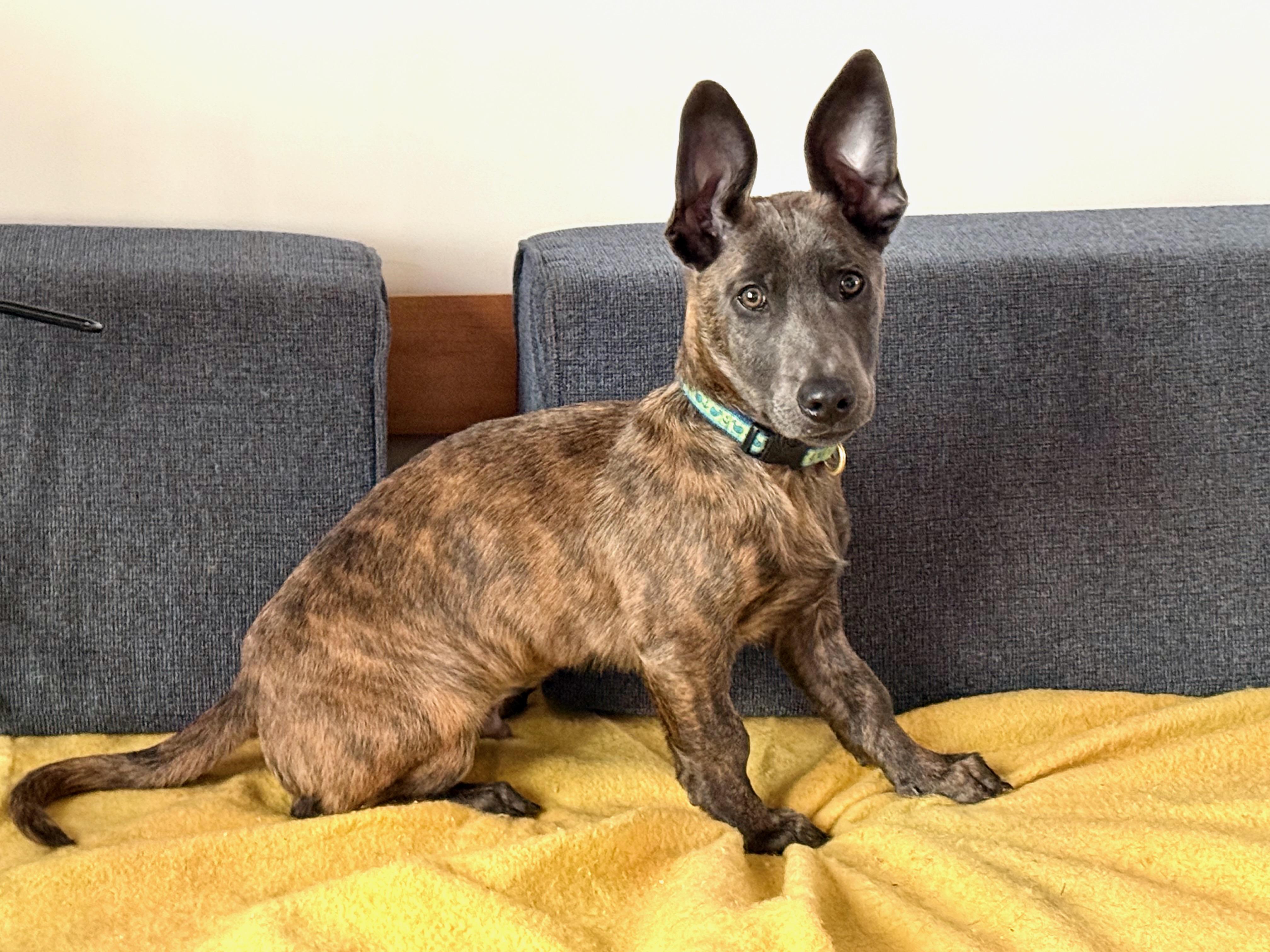 Liam (3 Ladies and a Lad), ADOPTABLE, Puppy Male Shepherd & Dachshund.