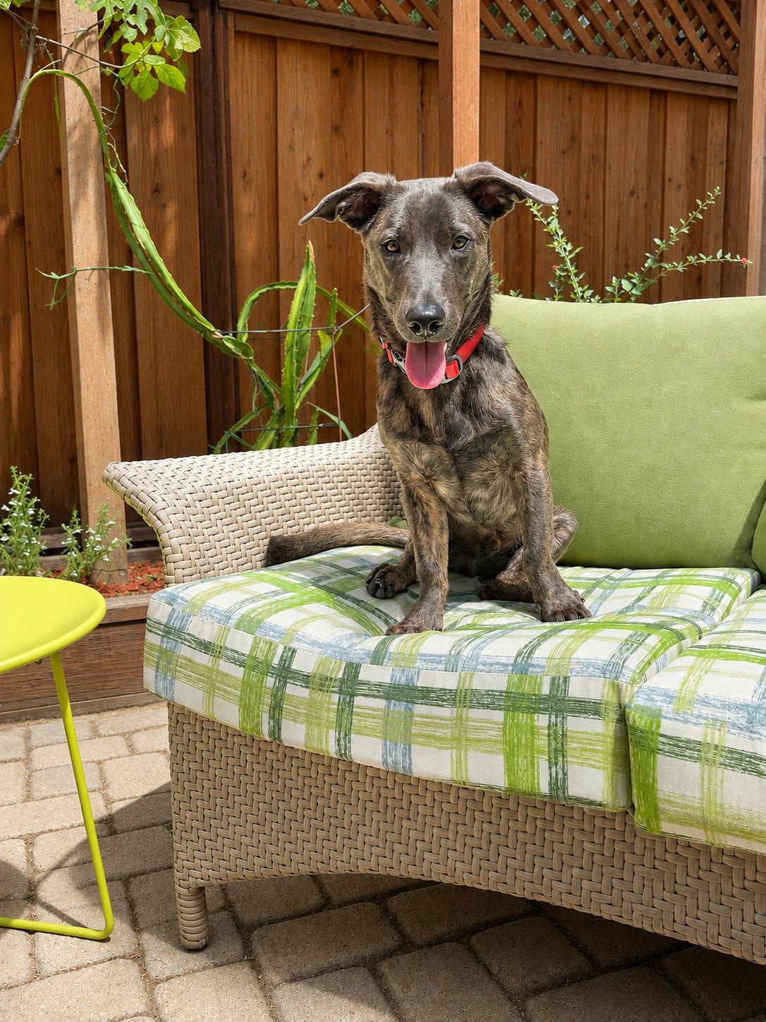Liam (3 Ladies and a Lad), ADOPTABLE, Puppy Male Belgian Shepherd / Malinois & Terrier.